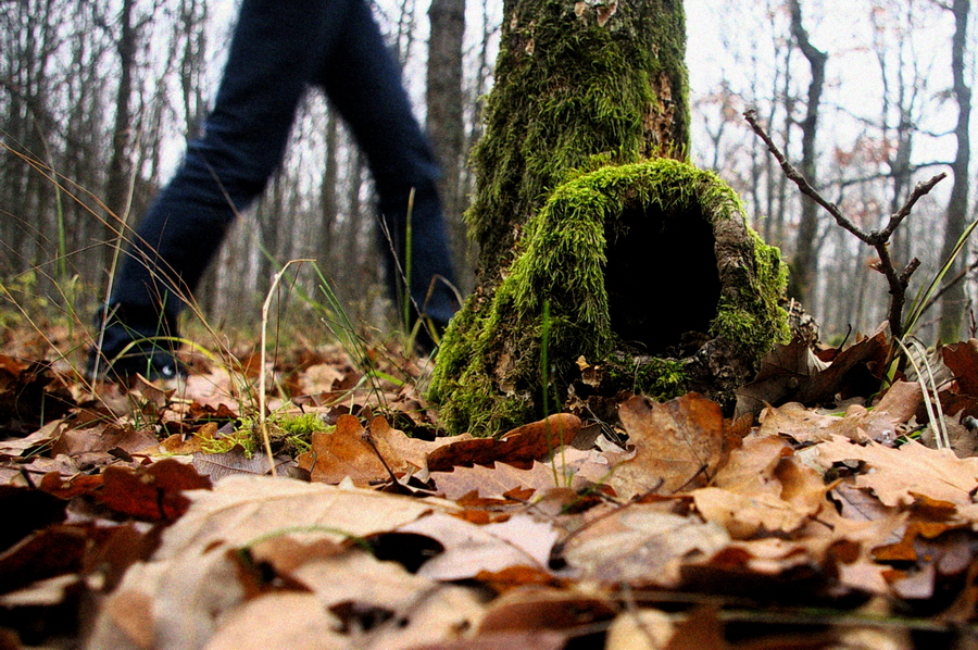 Into the Woods ...
